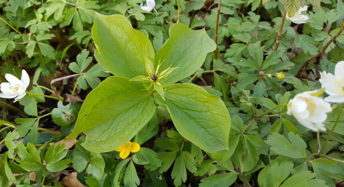So far, researchers have demonstrated that there is a transfer of carbon from fungi in the plant species herb-paris (Paris-quadrifolia) and white anemone. Here you can see flowering herb-paris, white anemones (and a single yellow one) in a springtime Danish forest.