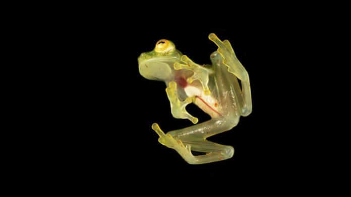 Scientists see-through glass frogs’ translucent camouflage