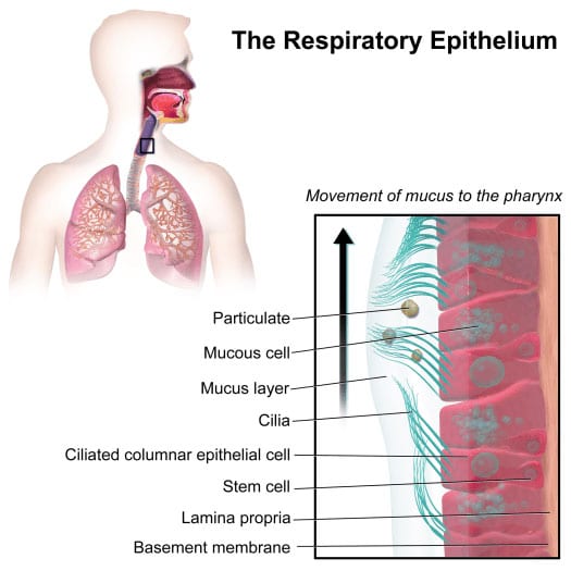 Respiratory Epithelium Photo by Blausen Medical
