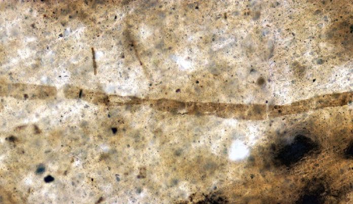 A key ingredient for preserving some of the earliest forms of complex life found