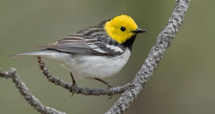 Wildfires change the types of songs sung by birds