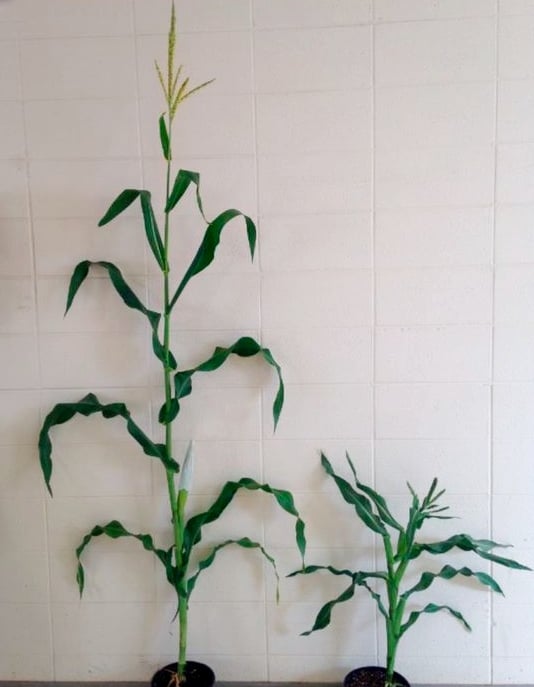 TANGLED1 mutant maize grows with incorrect cell division (right) while a wild-type sibling of the same age grows taller (left).