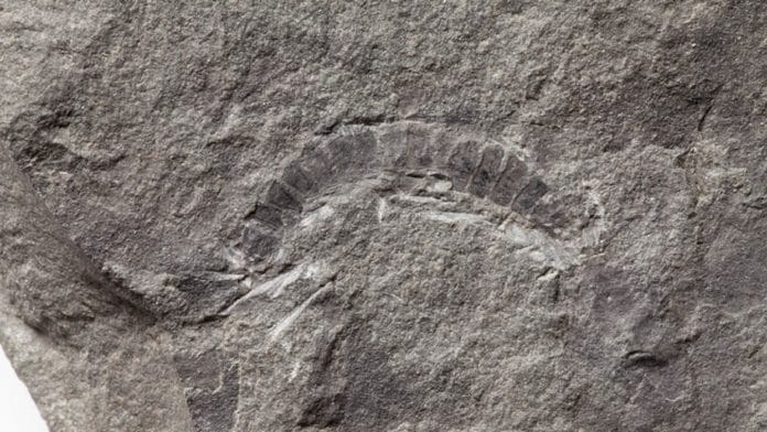 UT Austin scientists found that the fossil millipede Kampecaris obanensis was 425 million years old. Credit: British Geological Survey.