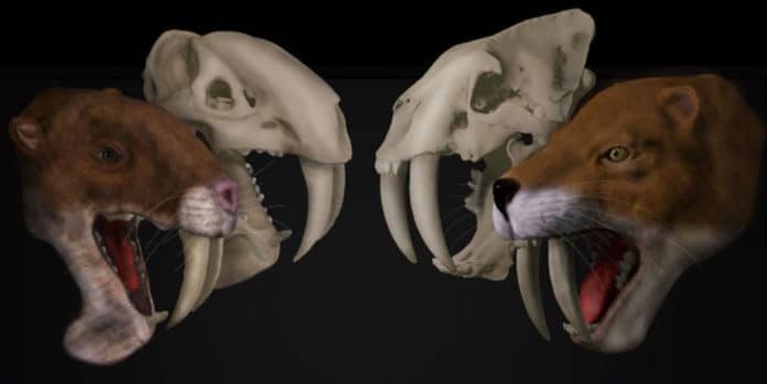 Not all saber-tooths were fearsome predators