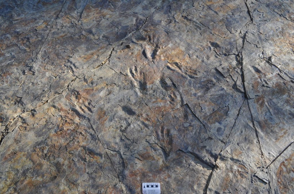 Photograph of trackways made by ancient South Korean bipedal crocodile track-makers.