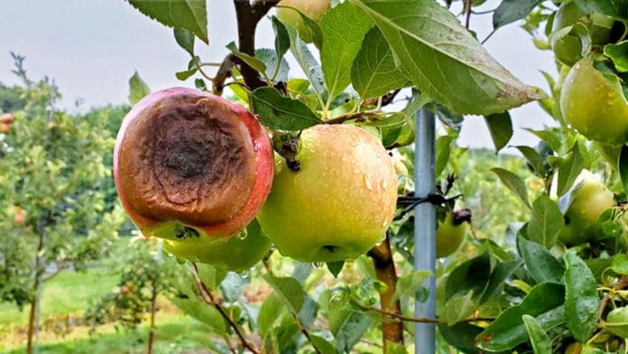 Apple with bitter rot disease, caused by a Colletotrichum fungus