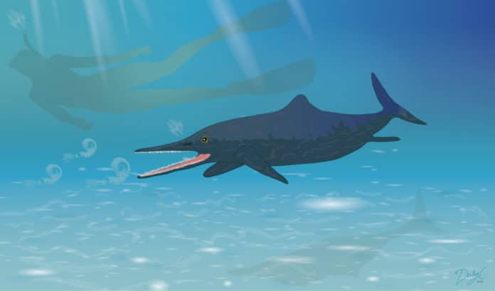 New species of Ichthyosaur discovered