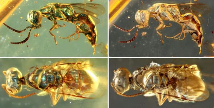 Comparisons between original and altered metallic colors in cleptine wasps.