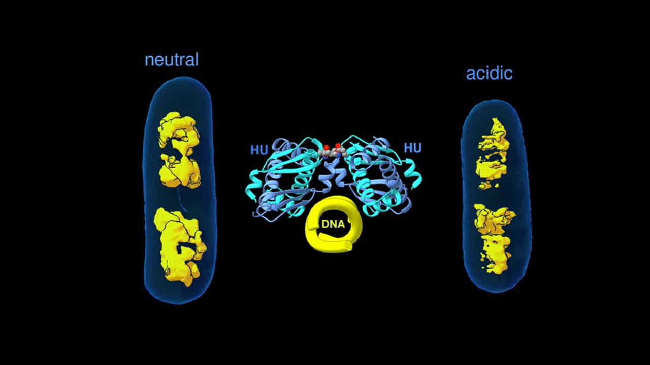 New insight into bacterial DNA packing