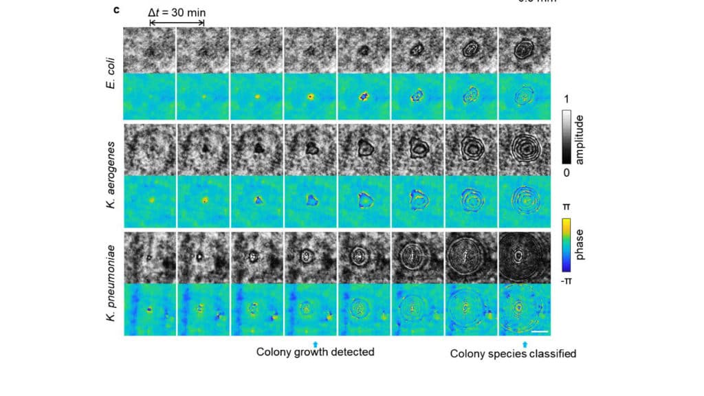 Example images of the individual growing bacterial colonies detected by a trained deep neural network. The time points of the detection and classification of growing colonies are annotated with blue arrows. The scale bar is 0.1 mm