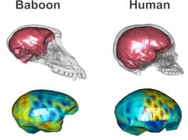 Baboon and human brain