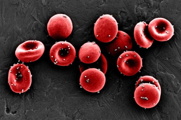 Nanoparticles coated in an antigen stick to red blood cells strongly enough to resist being sheared off in the lungs, allowing them to reach the spleen and be passed off to immune cells, initiating an antigen-specific immune response