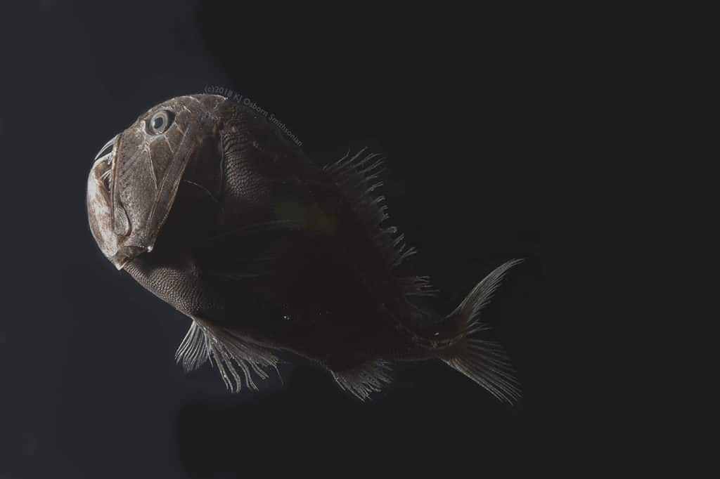 One specimen of the ultra-black fish species Anoplogaster cornuta.