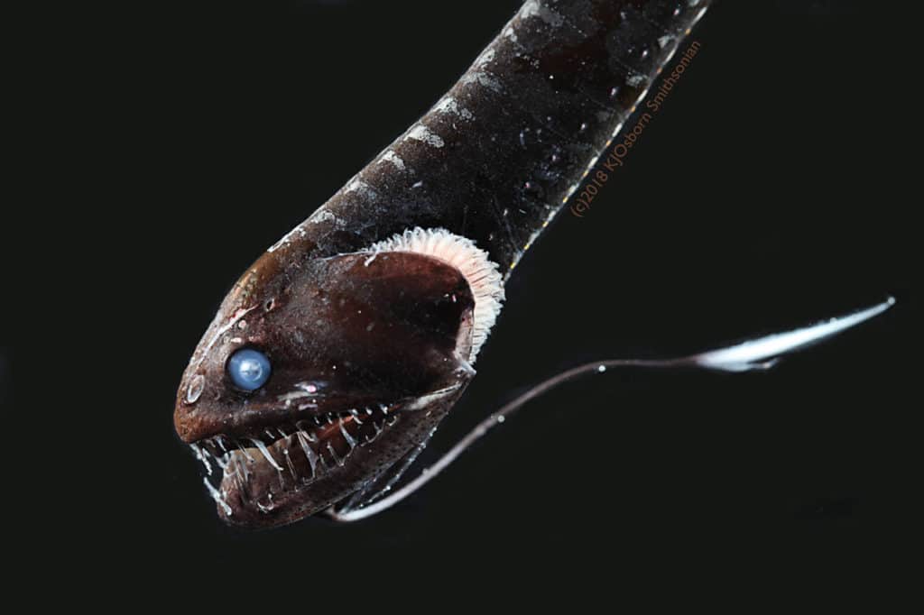 The ultra-black Pacific blackdragon (Idiacanthus antrostomus), the second-blackest fish studied by the research team.