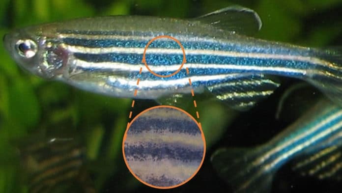 How the zebrafish got its stripes