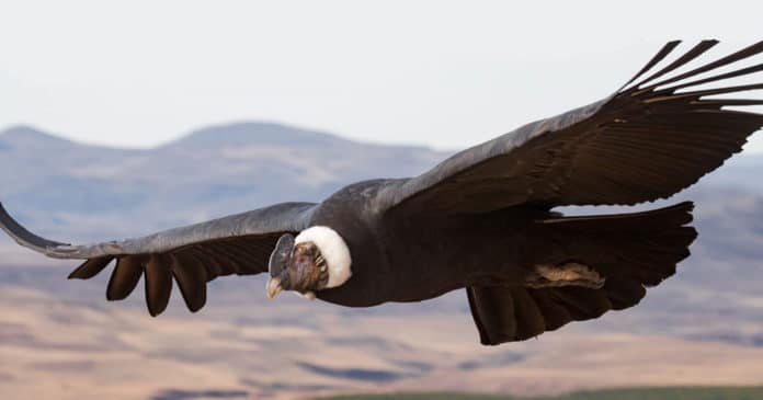 he Andean condor actually flaps its wings for one per cent of its flight time.