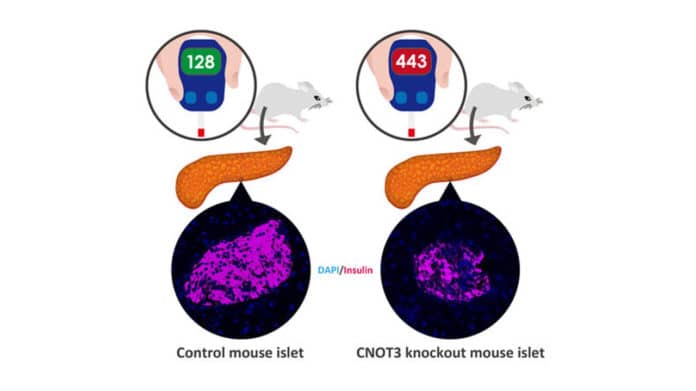 Mice lacking CNOT3 in pancreatic beta cells have fewer insulin-producing cells, leading to diabetes