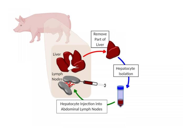 Pigs grow new liver in lymph nodes, study