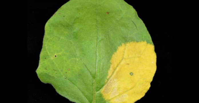 Plant leaf in which chromoplast formation has been induced in the lower right part, which is reflected with the development of a golden-yellow color