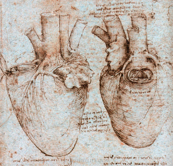 Heart muscles are drawn by da Vinci play a vital role in heart function