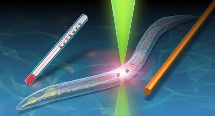 Temperature of C. elegans measured via tracking of embedded nanodiamonds