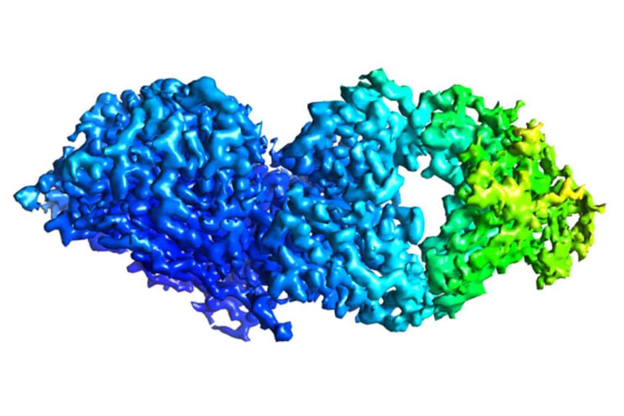 molecular structure of an antibody bound to a protein from influenza B virus
