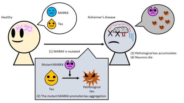 An illustration of how a mutation to MARK4 causes Alzheimer's disease