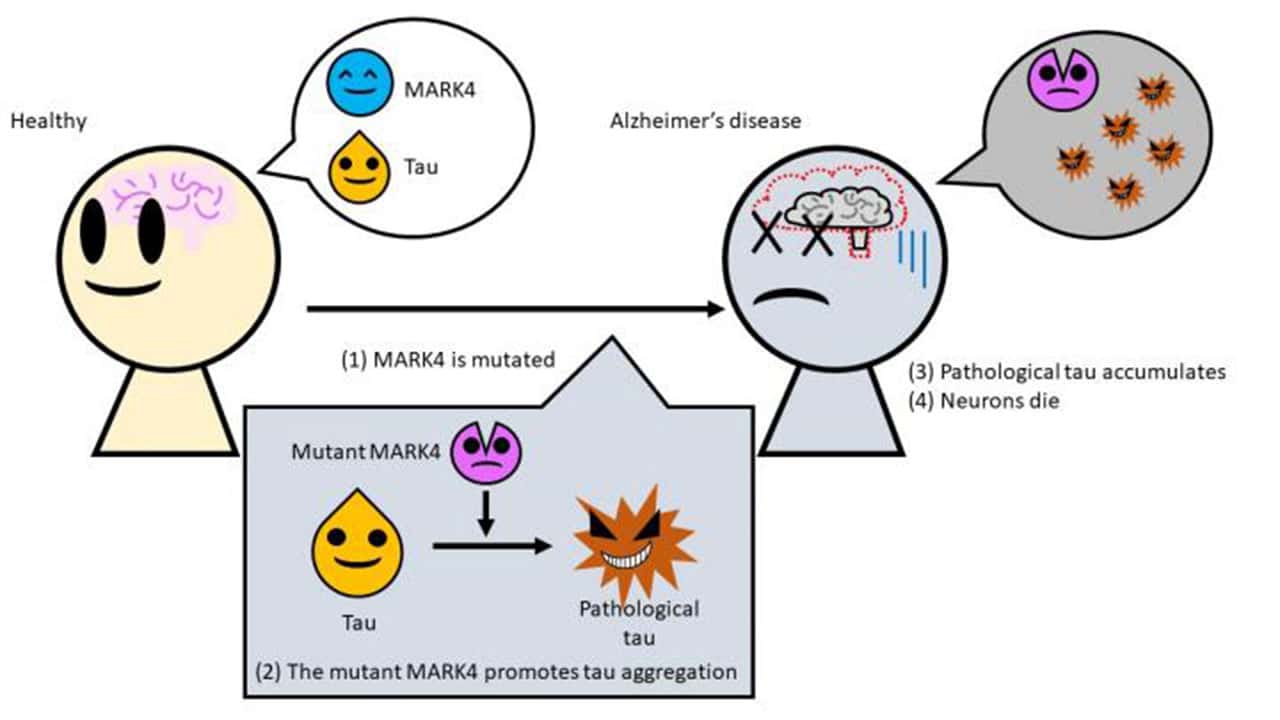 An illustration of how a mutation to MARK4 causes Alzheimer's disease