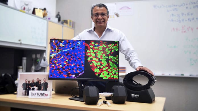Associate Professor Alfredo Franco-Obregón and his team from the NUS Institute for Health Innovation and Technology examined how low amplitude magnetic fields may be used to enhance muscle metabolism. The images on the screen show the cells of two types of muscles - the blue fibres (left) are rapidly fatiguing muscles, the green fibres (right) are slowly fatiguing muscle, and the red fibres are considered transitional fibres.