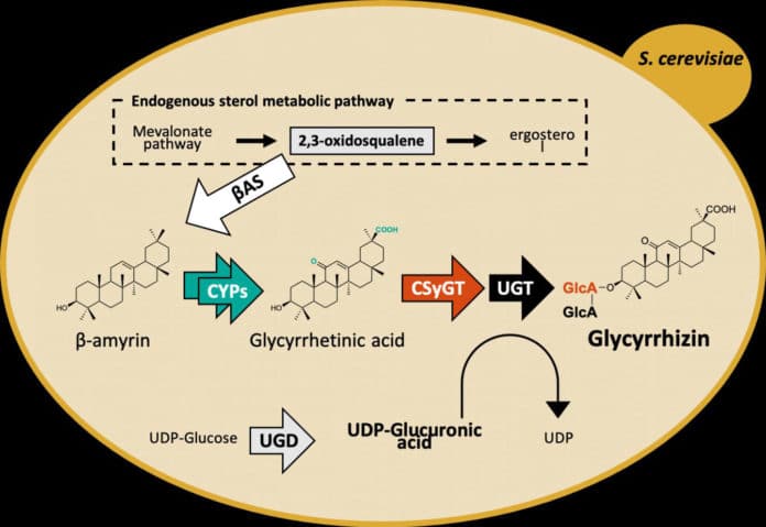 Engineered biosynthetic pathway for production of glycyrrhizin in yeast
