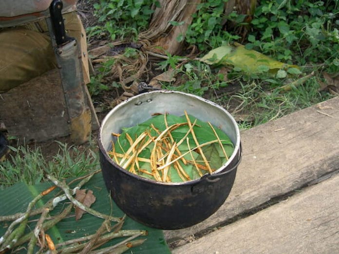 Preparation of ayahuasca in Ecuador.