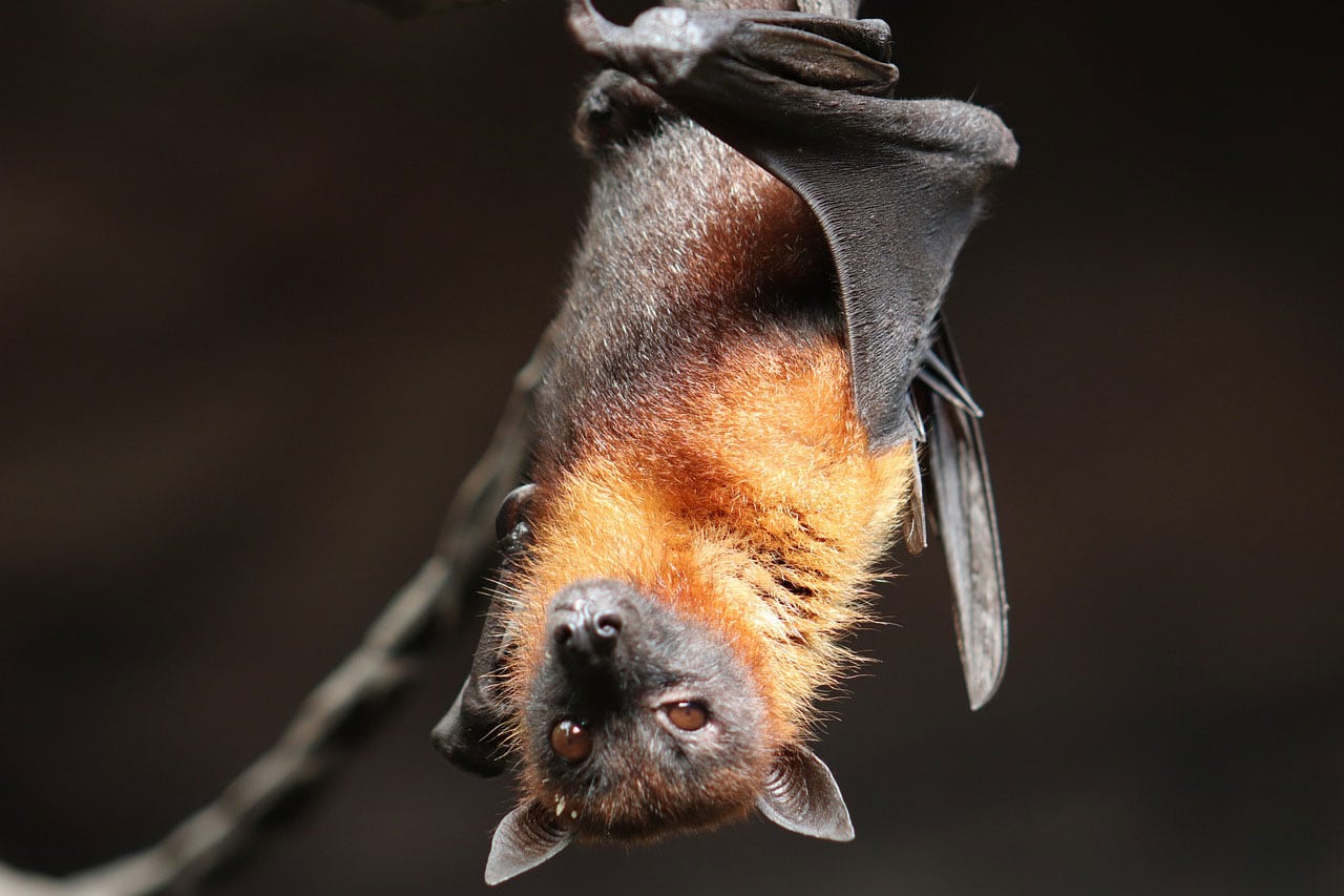 Why do bats fly into walls?