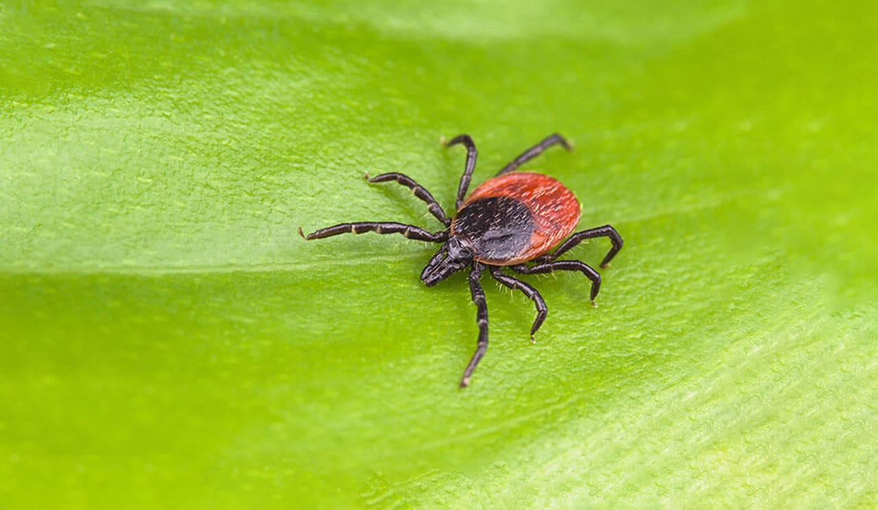 Scientists identified a protein that protects against Lyme disease