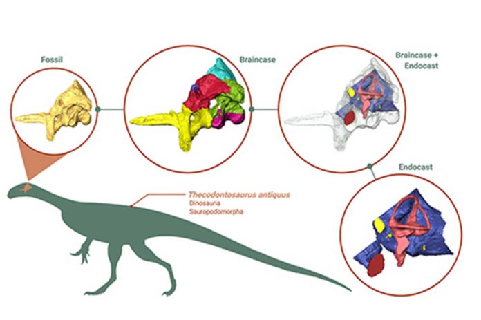 Braincase and endocast of Thecodontosaurus antiquus