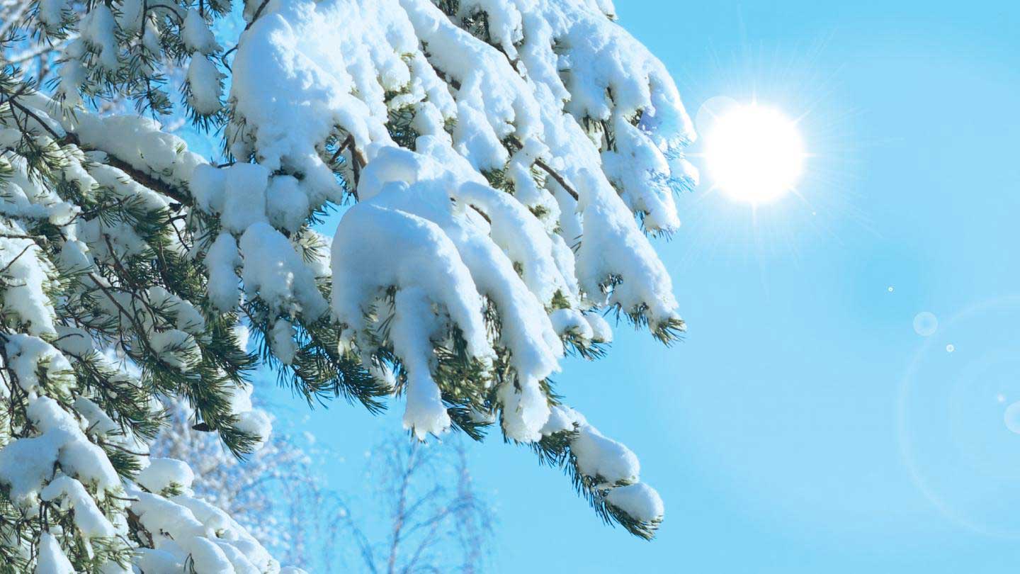 Christmas trees keep their needles boreal winter? - Tech Explorist