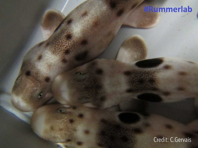 Newly hatched sharks cuddling