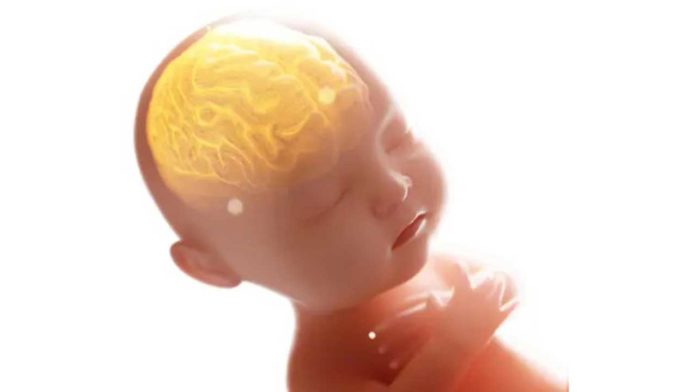 New strategy to protect developing brain from prenatal stress