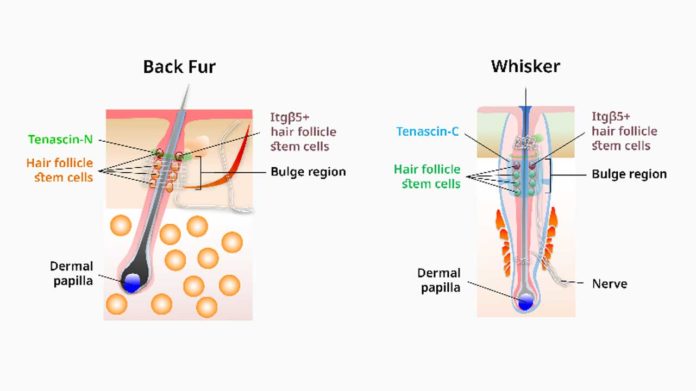 Hair follicle stem cells important for proper hair cycles