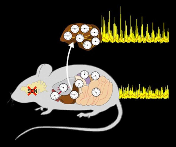 Mice without a brain clock