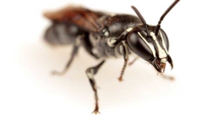 A rare Australian native bee not recorded for almost a century has now found