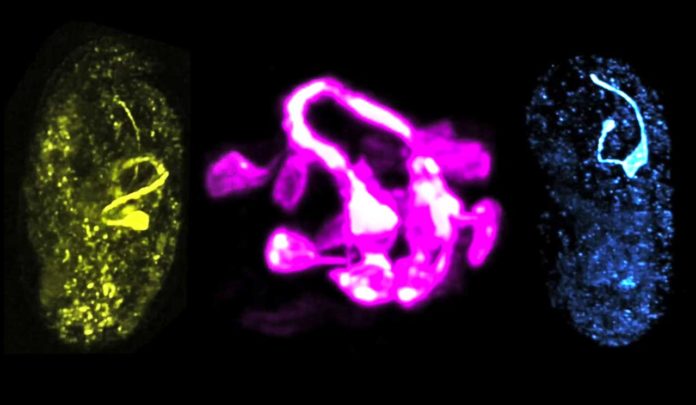 Yale scientists have developed methods to visualize the development of the brain of a worm in all its rich complexity