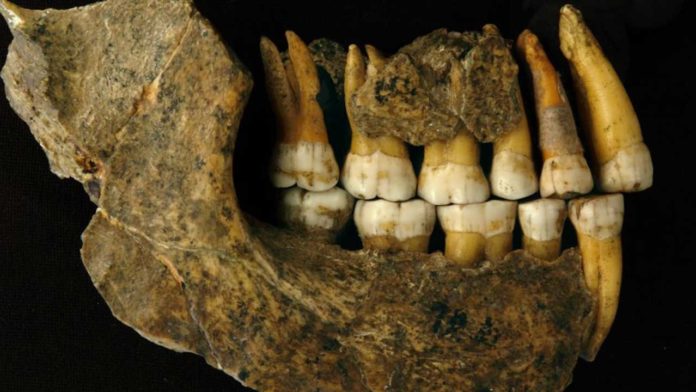 Maxilla and mandible assemblage of a late Neanderthal from Spy Cave