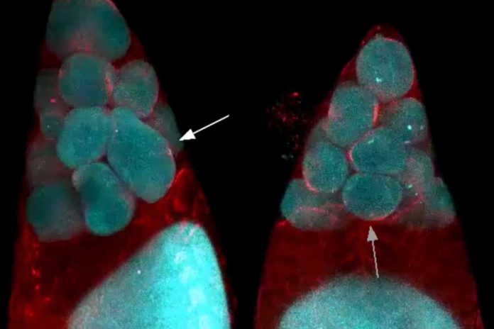 Clustered fruit fly nurse cells squeeze their contents into a large egg cell