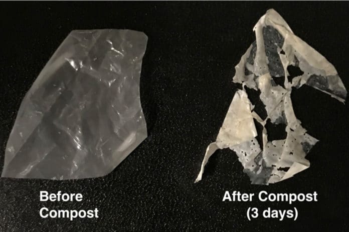 A modified plastic (left) breaks down after just three days in standard compost (right) and entirely after two weeks