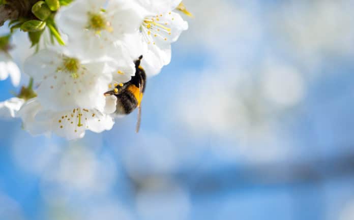 Bumblebees can detect the humidity of a flower