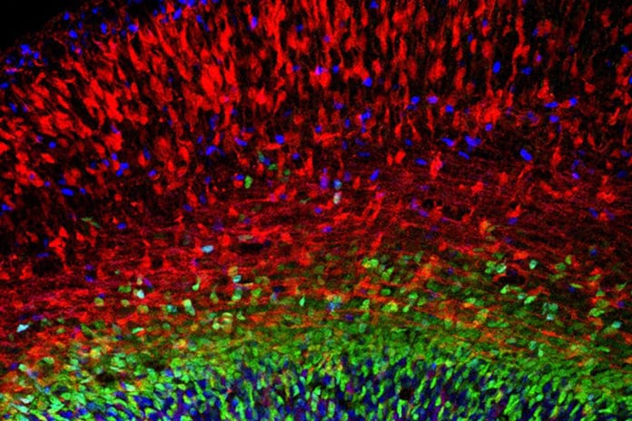 Microscopy image of the developing cerebral cortex