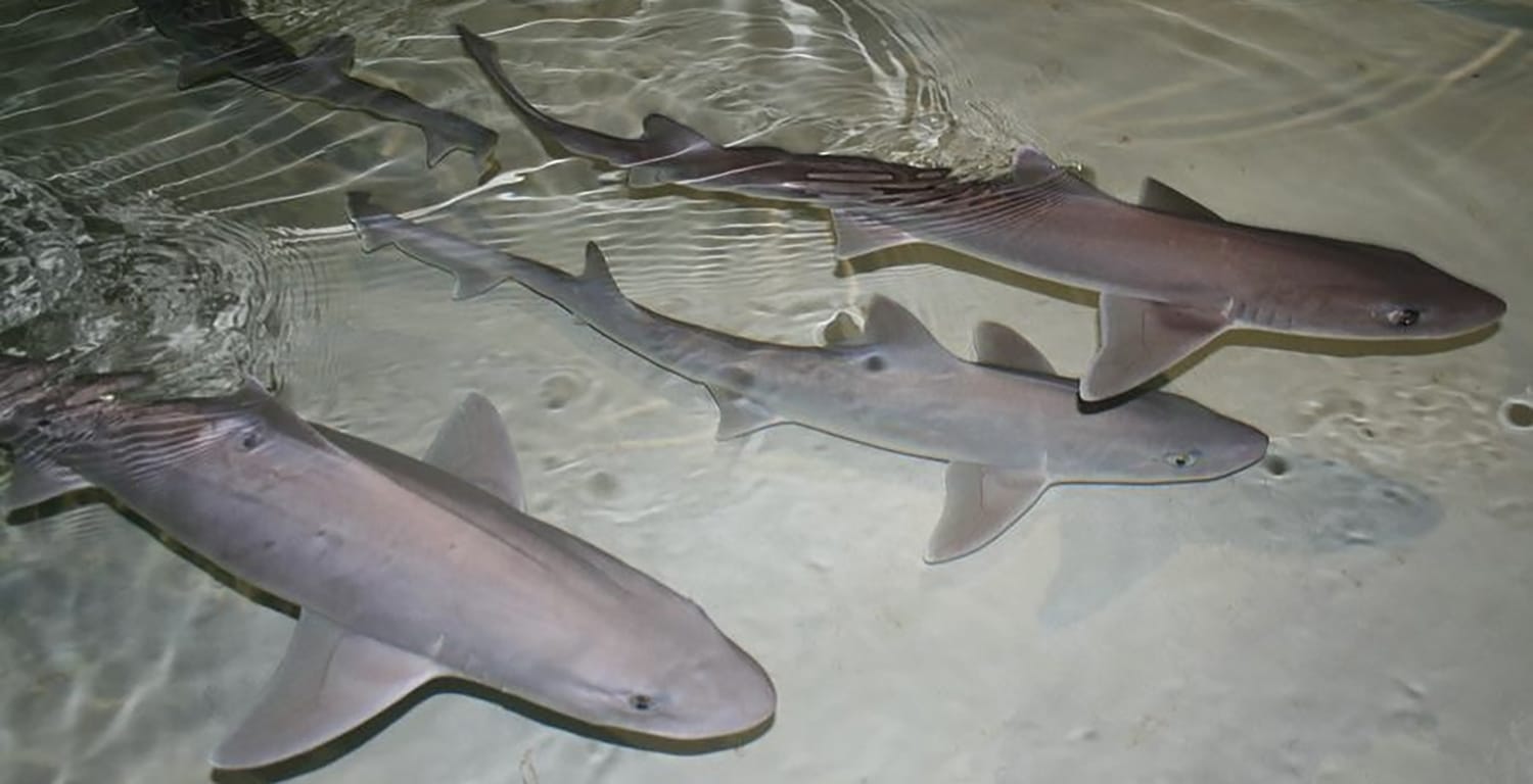 dogfish sharks