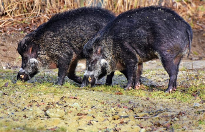 Wild pigs release the same emissions as 1 million cars each year