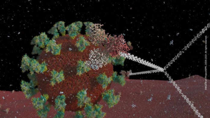 Digital reconstruction of SARS-CoV-2