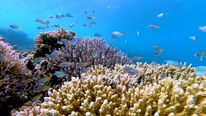 Image showing coral reefs and fish